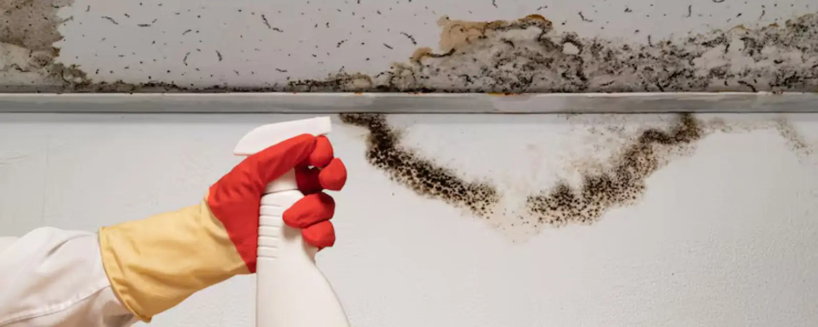 Gloved hand holding a spray bottle beside black mold along a ceiling line