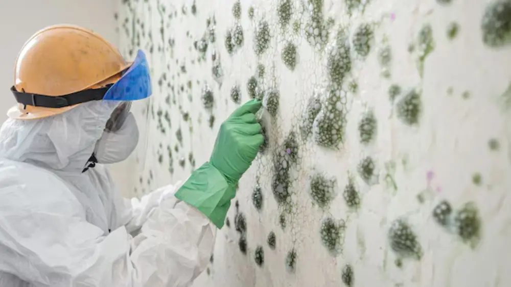 Worker in protective gear wiping mold spots from a wall