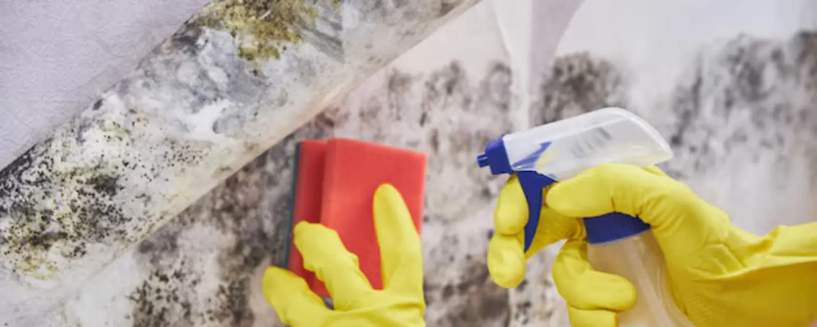 Gloved hands scrubbing mold with a sponge and cleaning spray