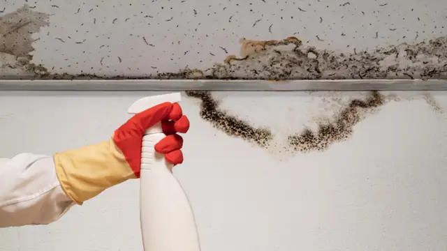 Gloved hand holding a spray bottle beside black mold along a ceiling line
