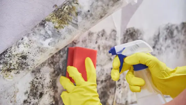 Gloved hands scrubbing mold with a sponge and cleaning spray